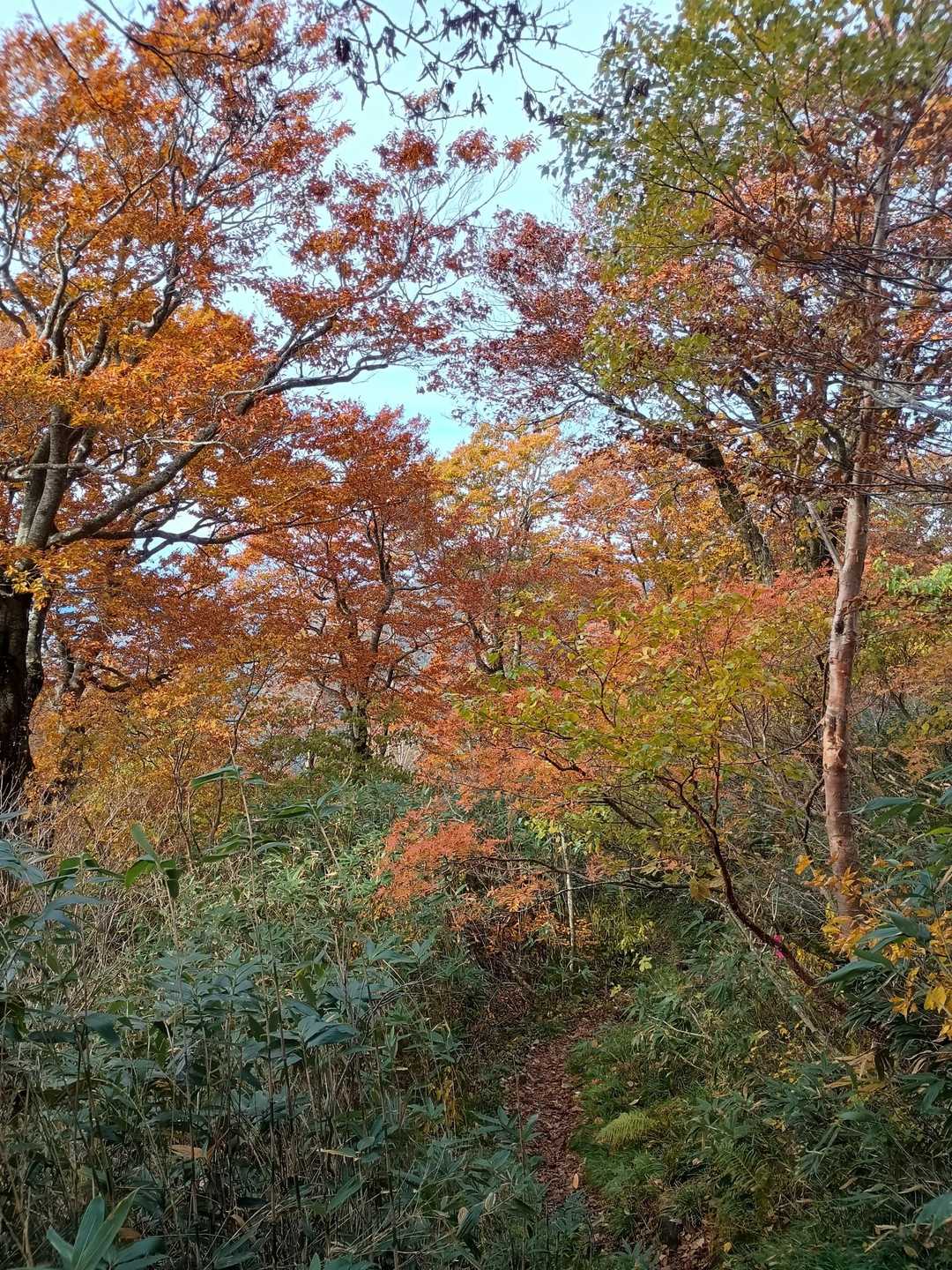 蟶山コース🍁
