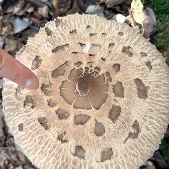 大きいきのこ🍄