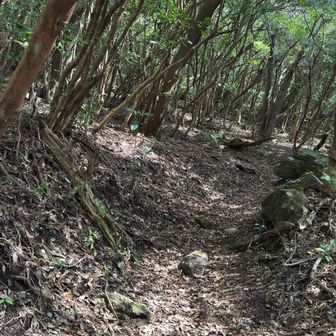 ちょっと急ですが、思ってたより歩きやすい道です⛰️