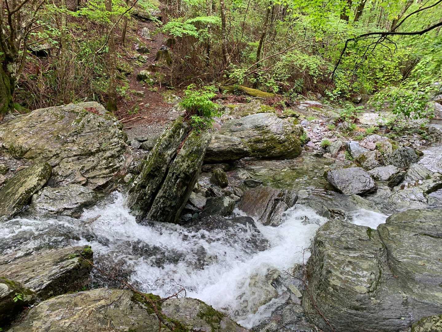 大雨で水量が多いです。