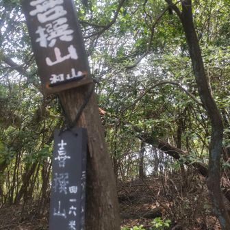 山頂の木と木の間からも
喜撰山ダム湖が見えました