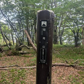 畑尾山、ここの登りがしんどかったです😊
