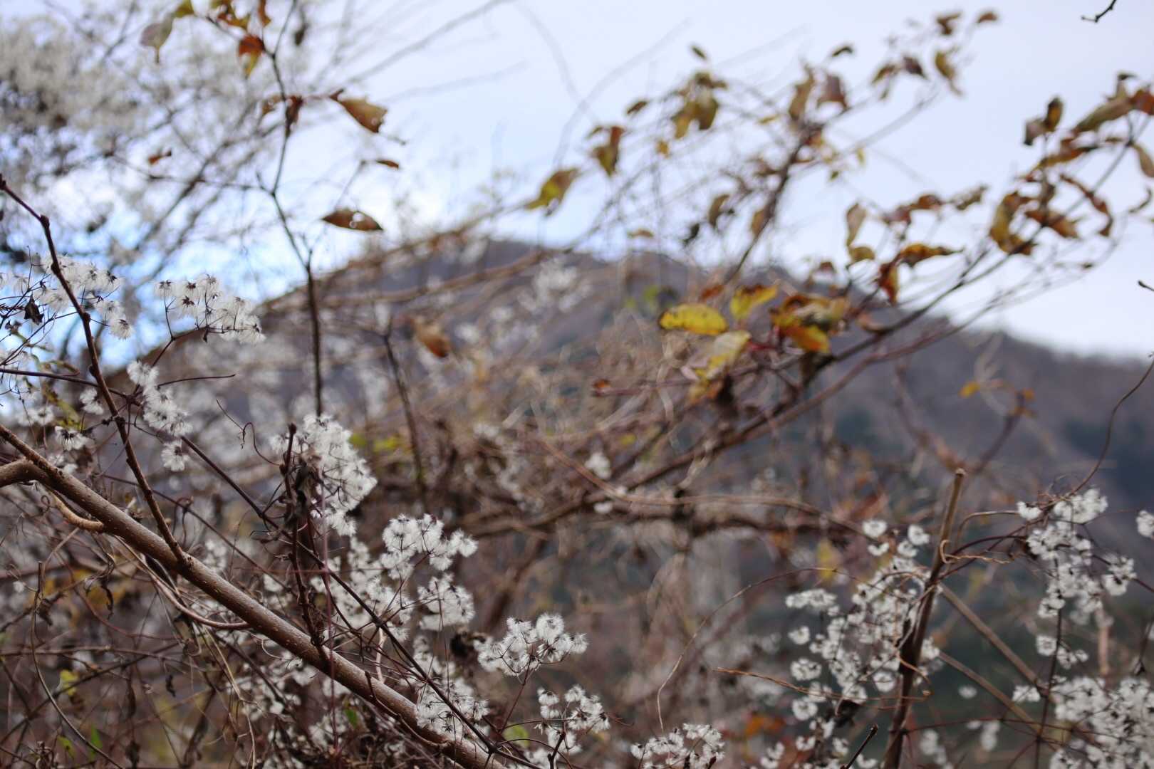 大山を見ながら歩きます