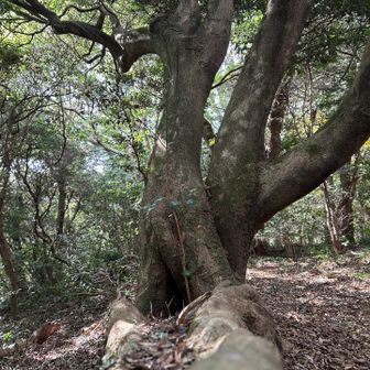 少し腰掛けさせてもらう。
なんでこんなベンチみたいに幹が伸びたんだろ、
不思議