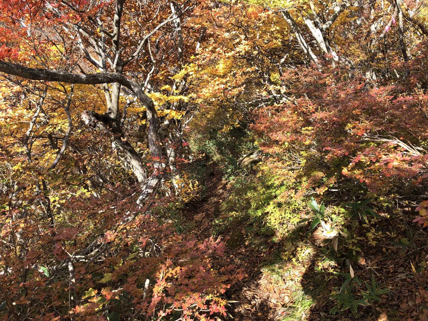分かりづらいけど登山道。
紅葉に囲まれながら歩く。