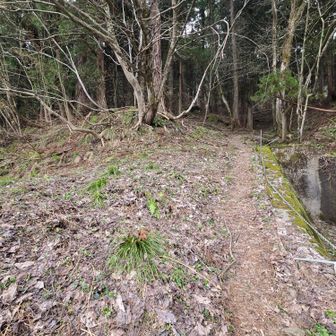 もう三時過ぎ😅
薄暗い杉林の中からスタート