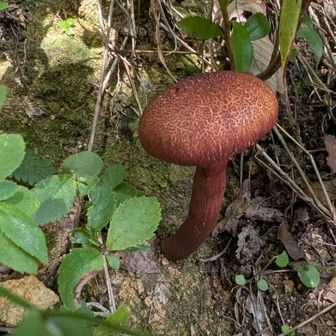 第2🍄‍🟫
