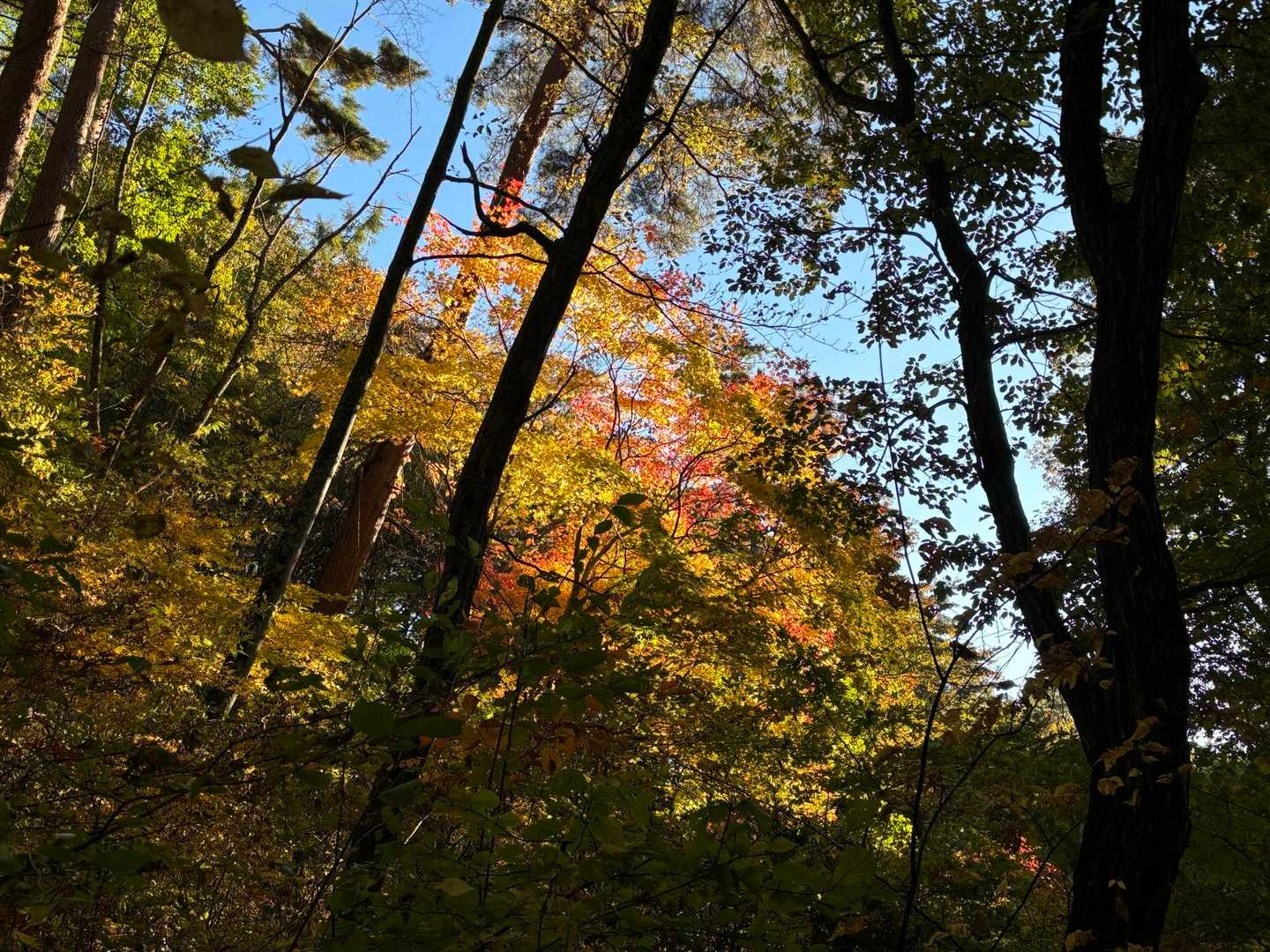 平尾富士-竜神池 往復コースの写真