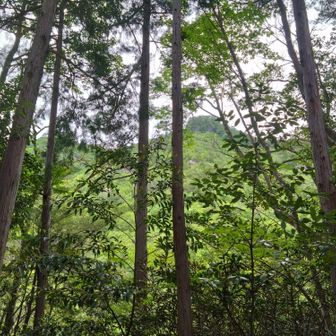 山頂が見えた⛰️