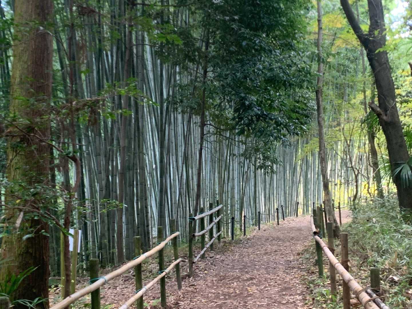 竹林の道
癒されますね😍
