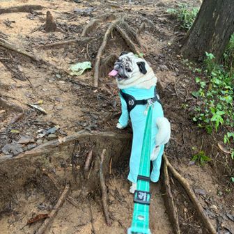 グイグイ登るいと🐶。
体力、筋力をつけるのは、時間がかかるけど、体力、筋力が衰えのは早い💦
久しぶりの登山で、しんどいのは私だね〜🤣