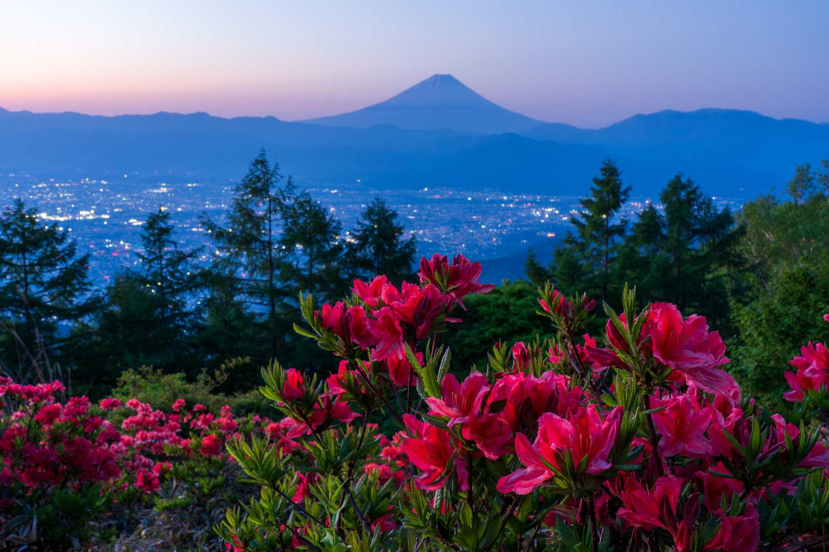 甘利山 レンゲツツジ満開🌸 / masamasaの登山データ | YAMAP / ヤマップ