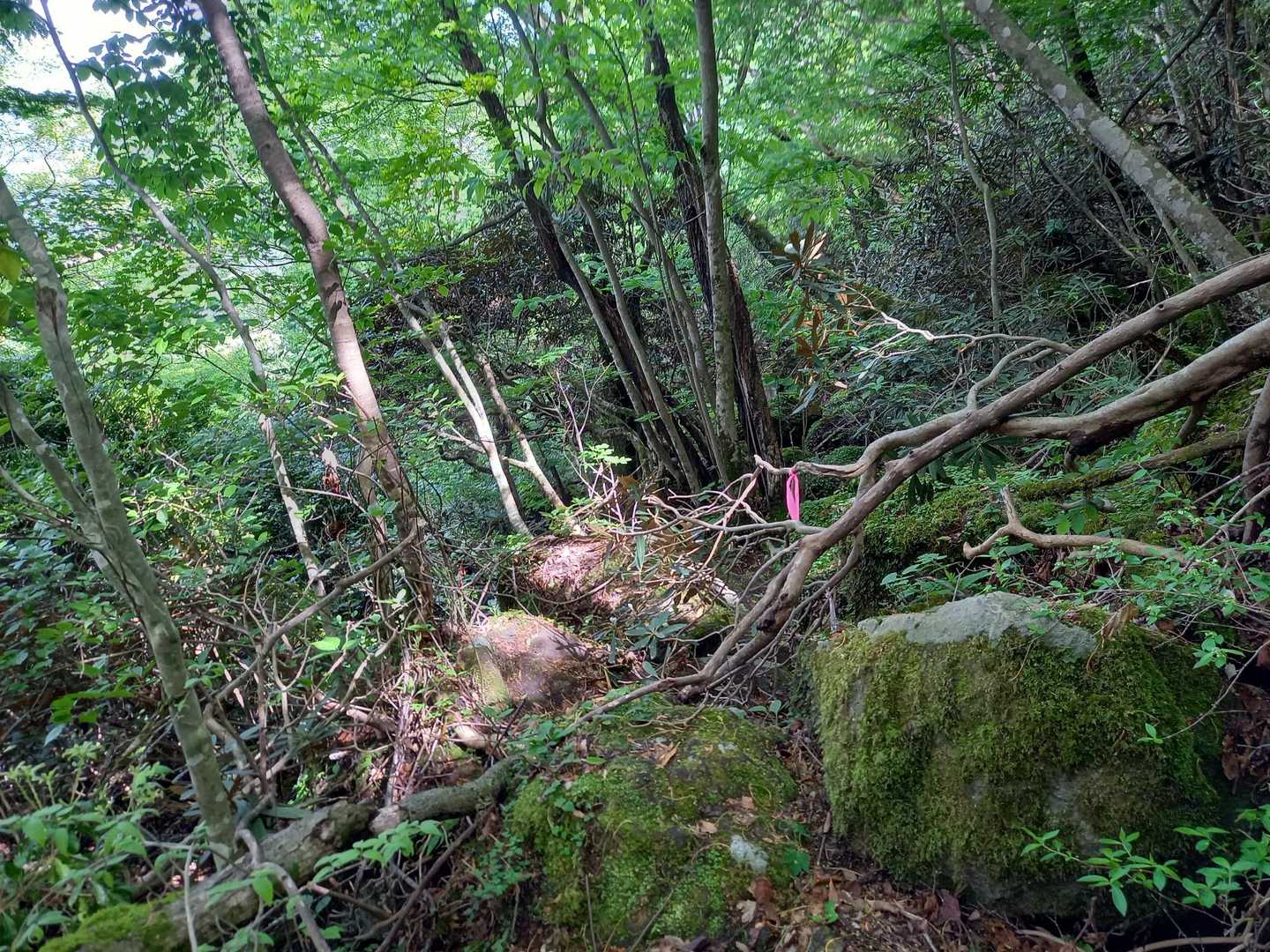 道なき道を登ります😓💦💦