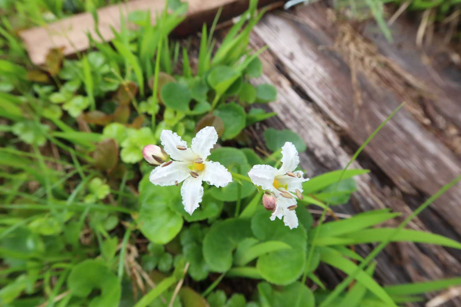 イワイチョウもいっぱい