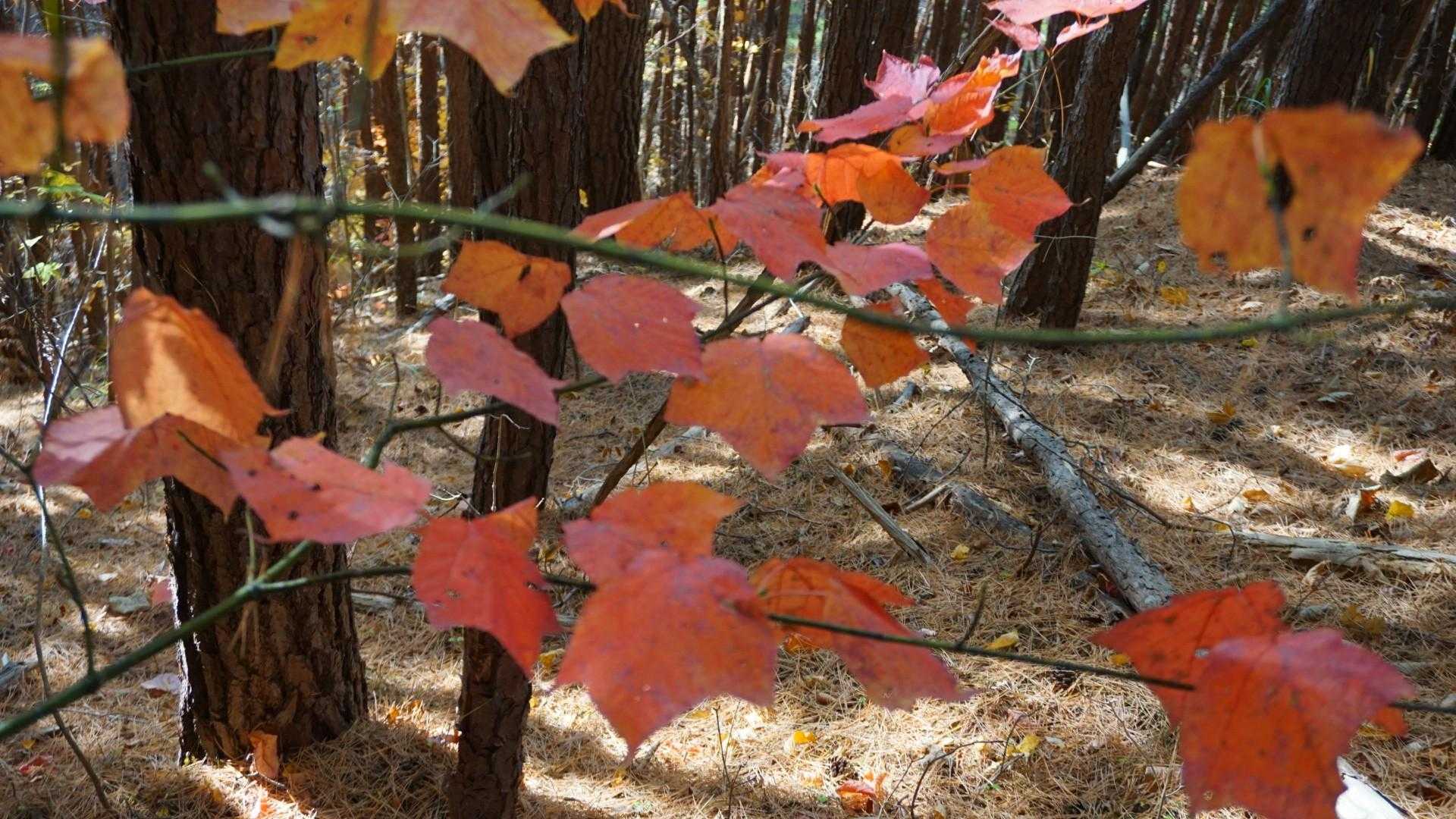 この辺りの松の木の下はウリハダカエデがいっぱい
