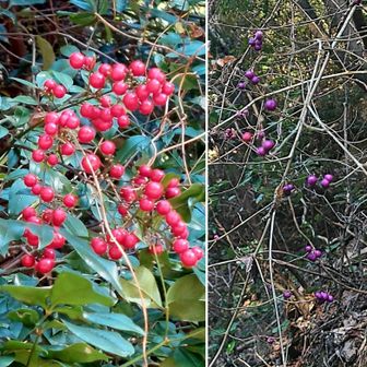 登山道には南天とヤブムラサキ