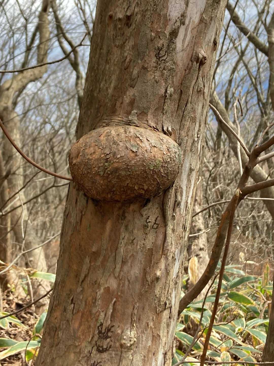 移ヶ岳 往復コースの写真