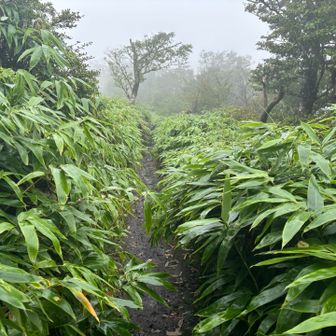 丹沢山に向かいます
こんな感じのドロドロ道が続きました
