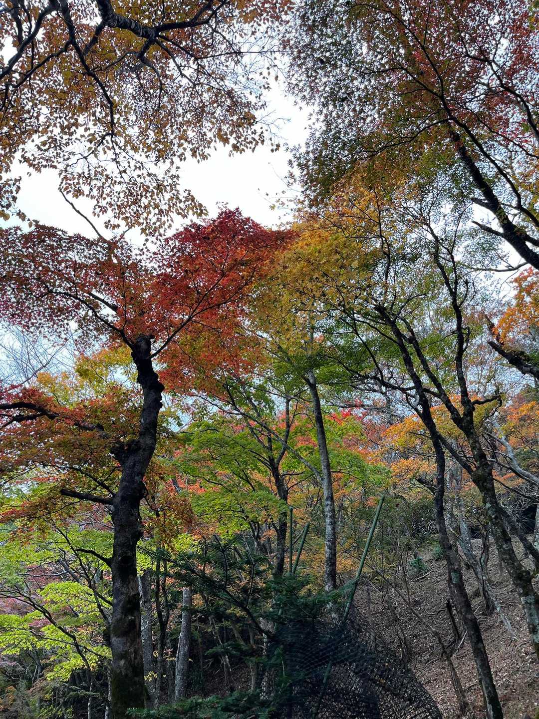 大山ケーブルバス停-大山-日向薬師バス停 縦走コースの写真