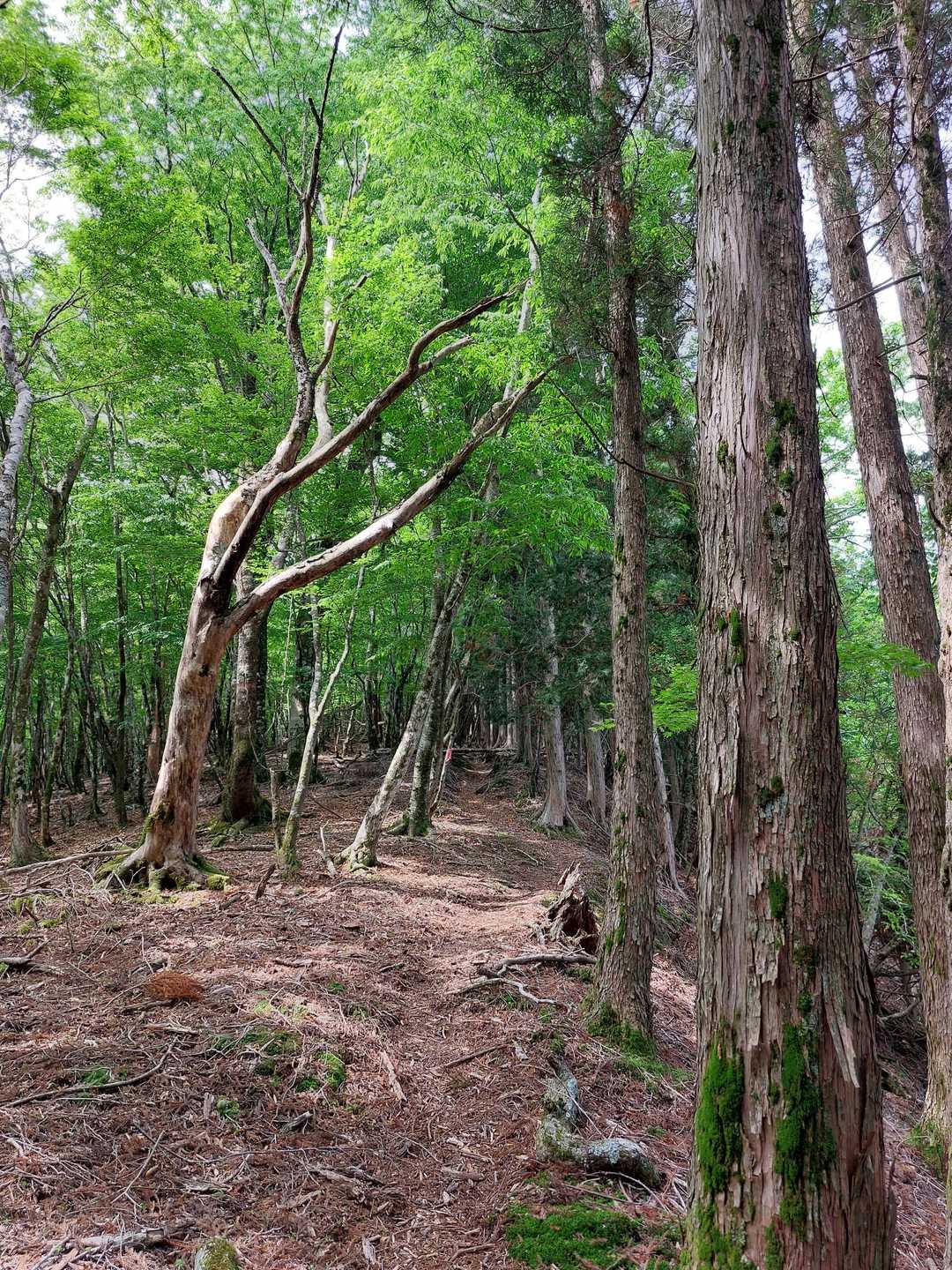 ひたすら上ります💦
登山道は快適なのですが３連チャンで足が進みません💦