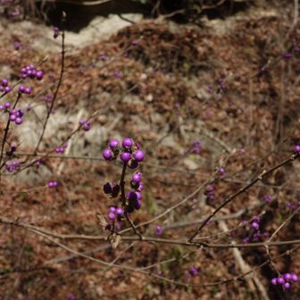 ムラサキシキブの実