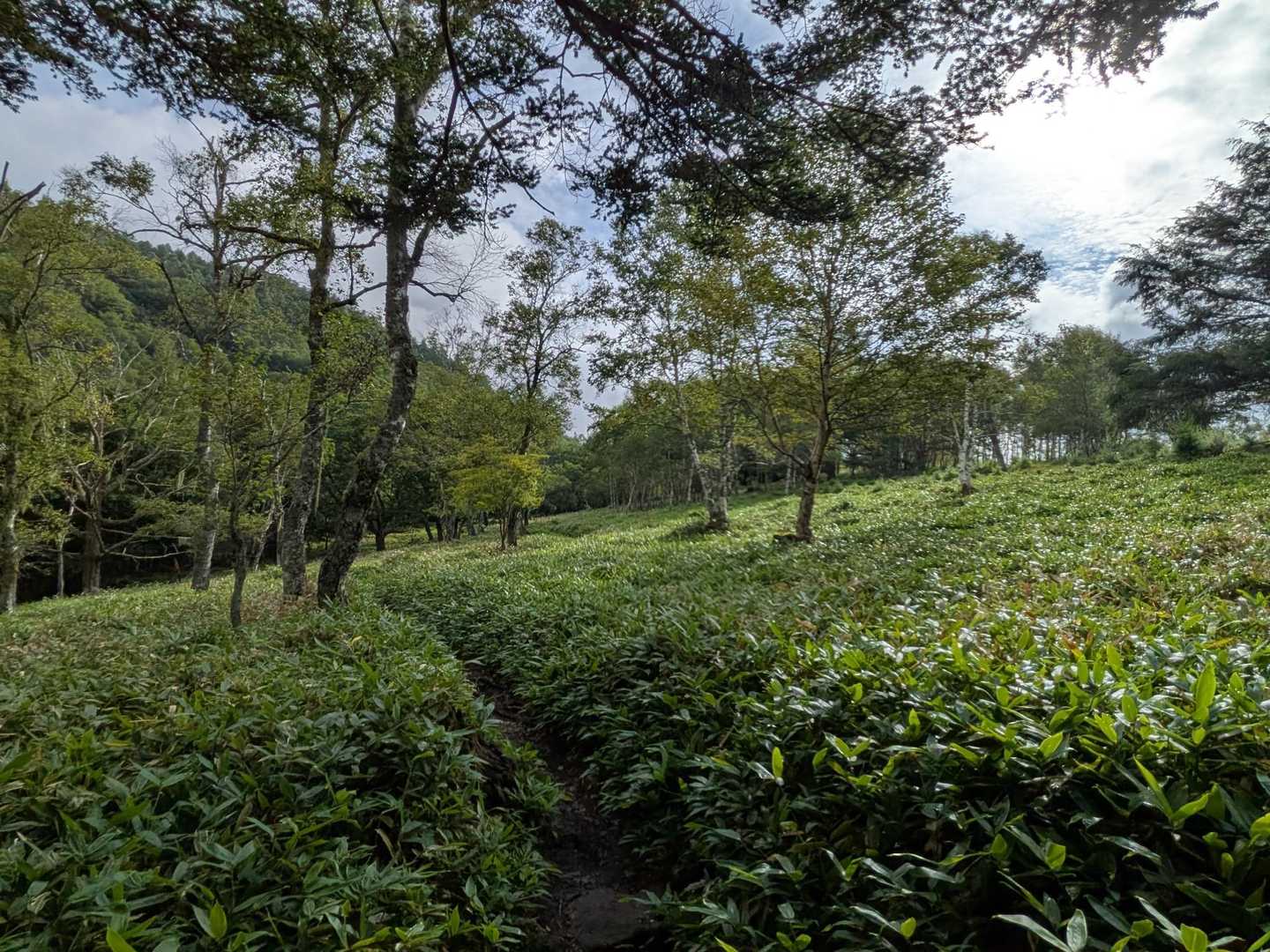 登山口ですでに1725mあるのでのっけからメルヘンチック。