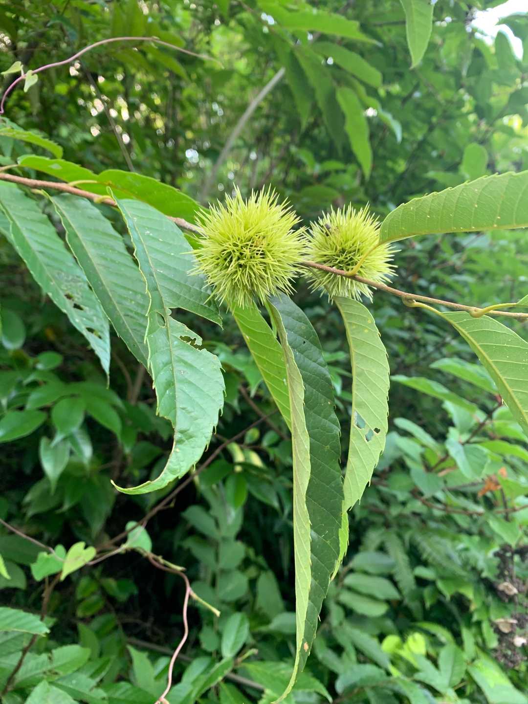 もう、栗の季節⁉️