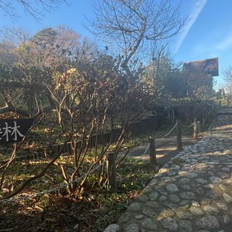 田浦梅の里

何度も通っているのだけど、実は梅が咲く頃に来たことないという…