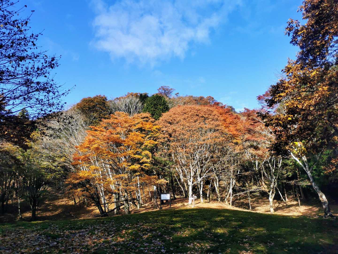 紅葉グッドタイミング