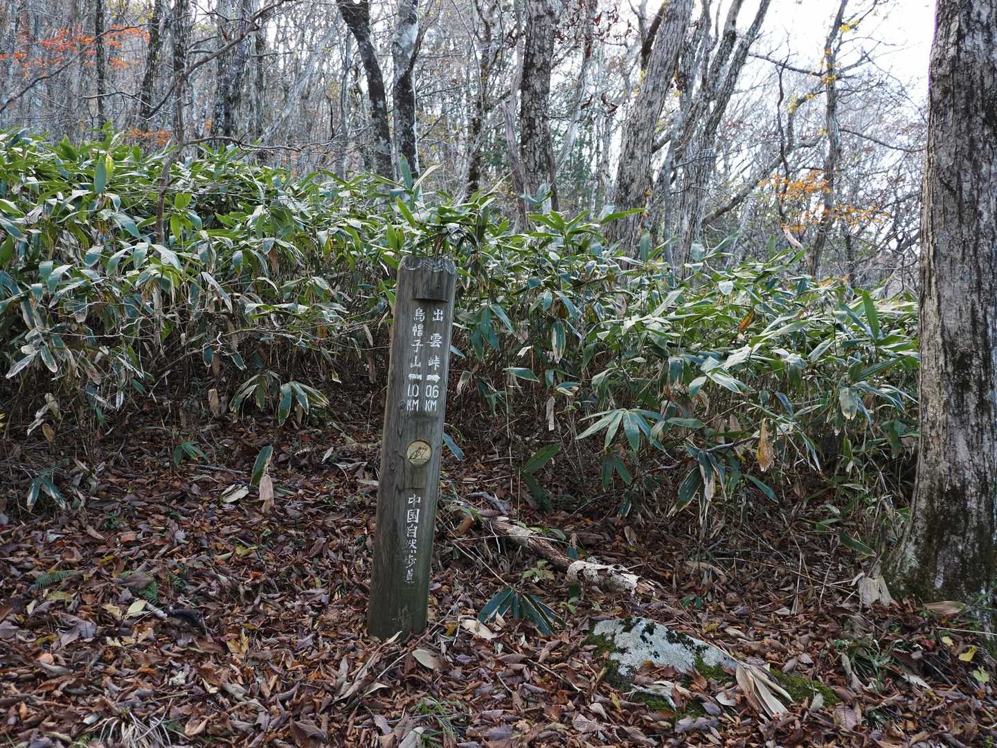 ひろしま県民の森登山口-出雲峠-比婆山 周回コースの写真
