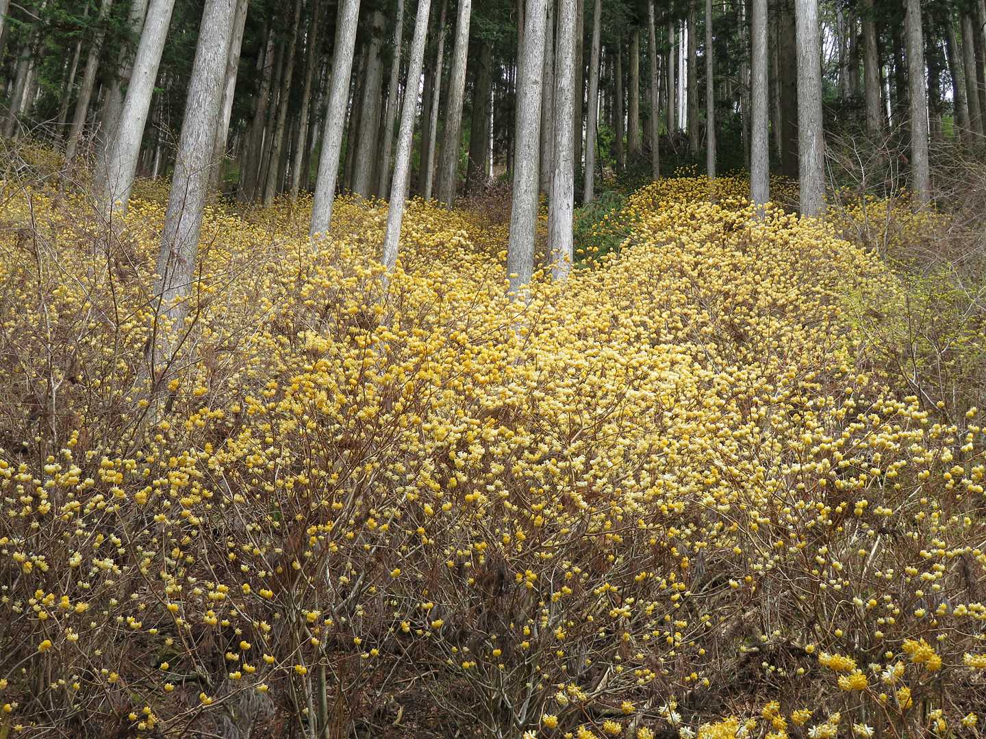 鳶ノ巣山 往復コースの写真