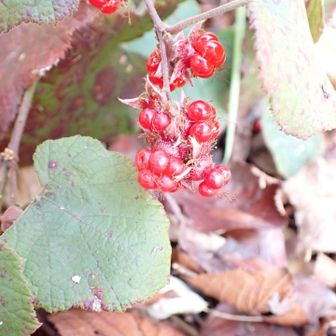 フユイチゴ（冬苺）