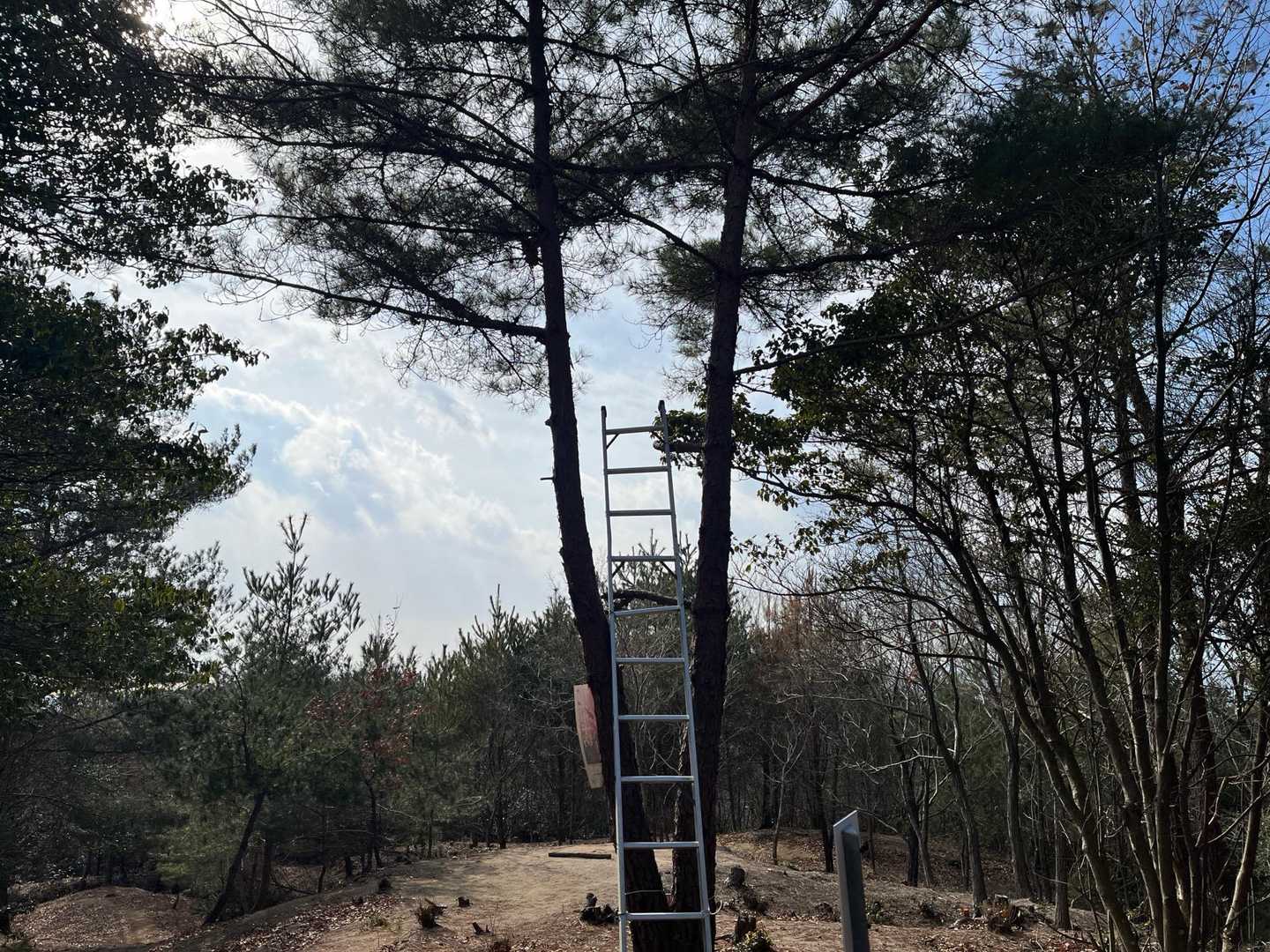 きたーー山頂脚立🪜笑😆