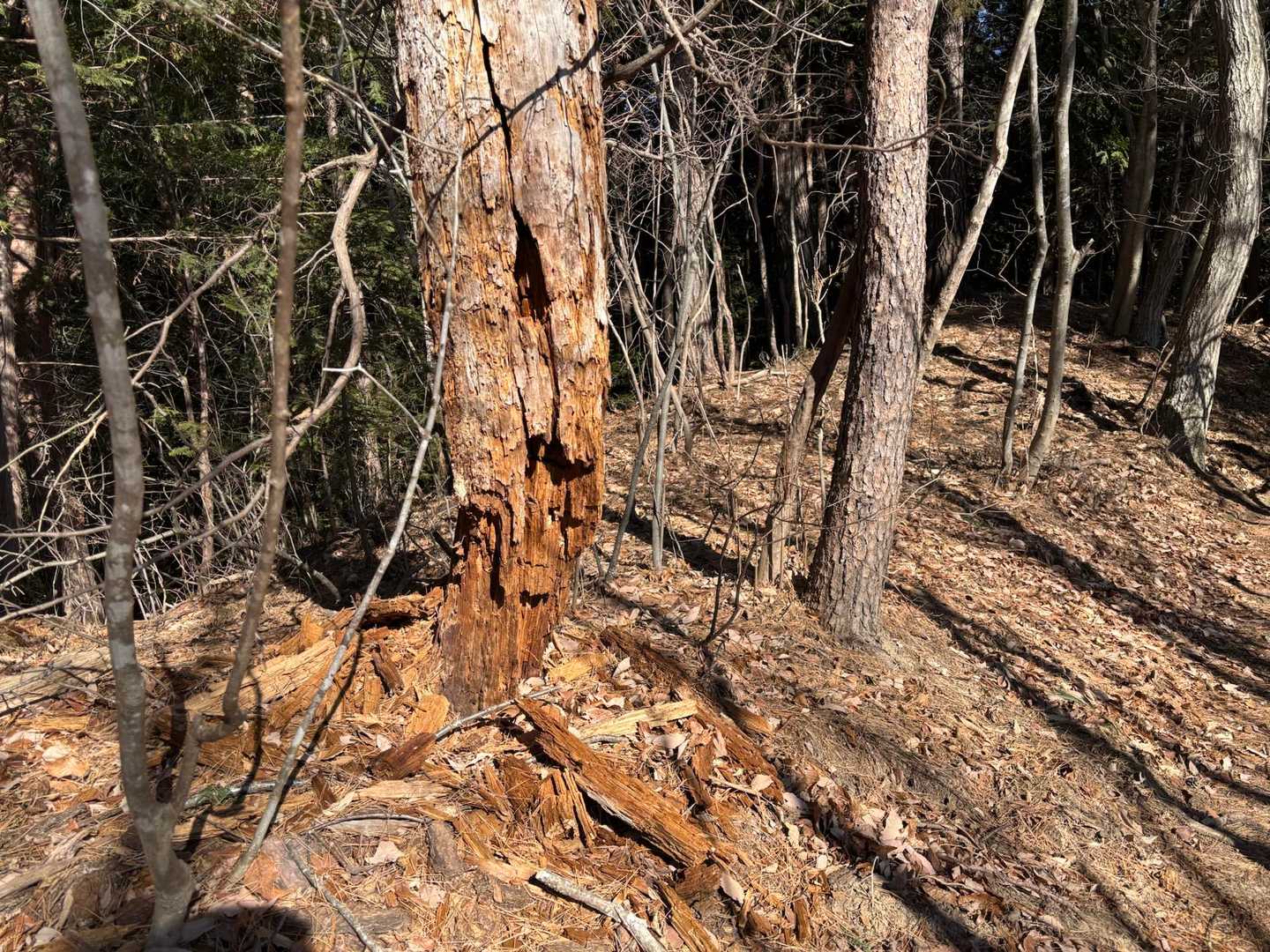 次の山に下ると　この木は何だ？