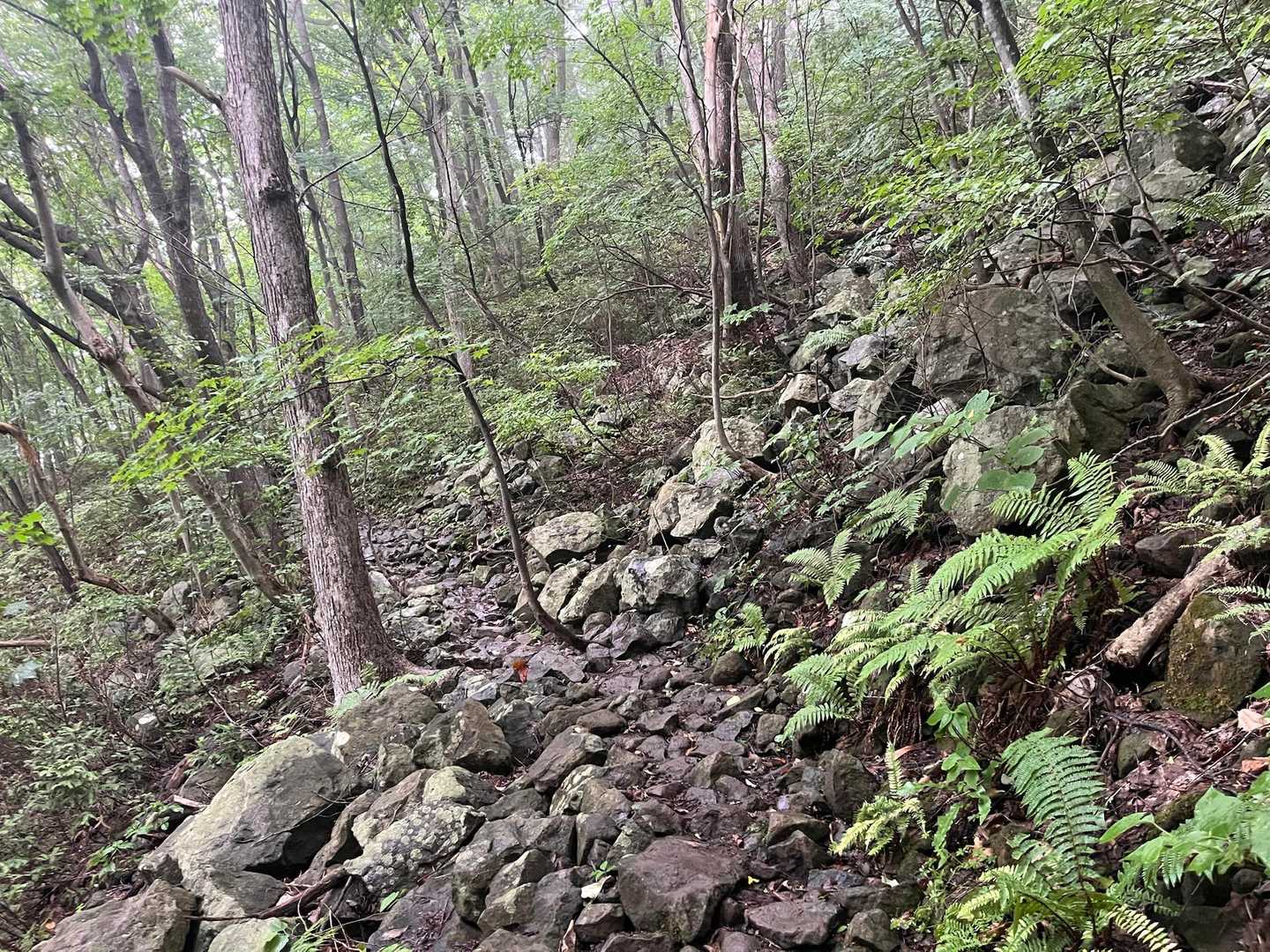 腹ごしらえして三角山へ
哲学の道のガレ場
ここの雰囲気は好き
この後先に歩いてる人に追いついたらむぎおさんでした😆