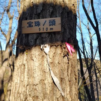 グレーピーク宝珠ノ頭に到着。展望はありませんが、葉の落ちた今の季節は青空が見えます。