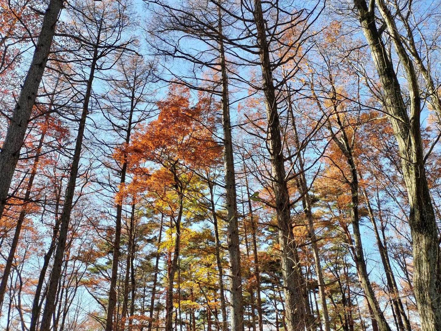 少し紅葉も残ってました。