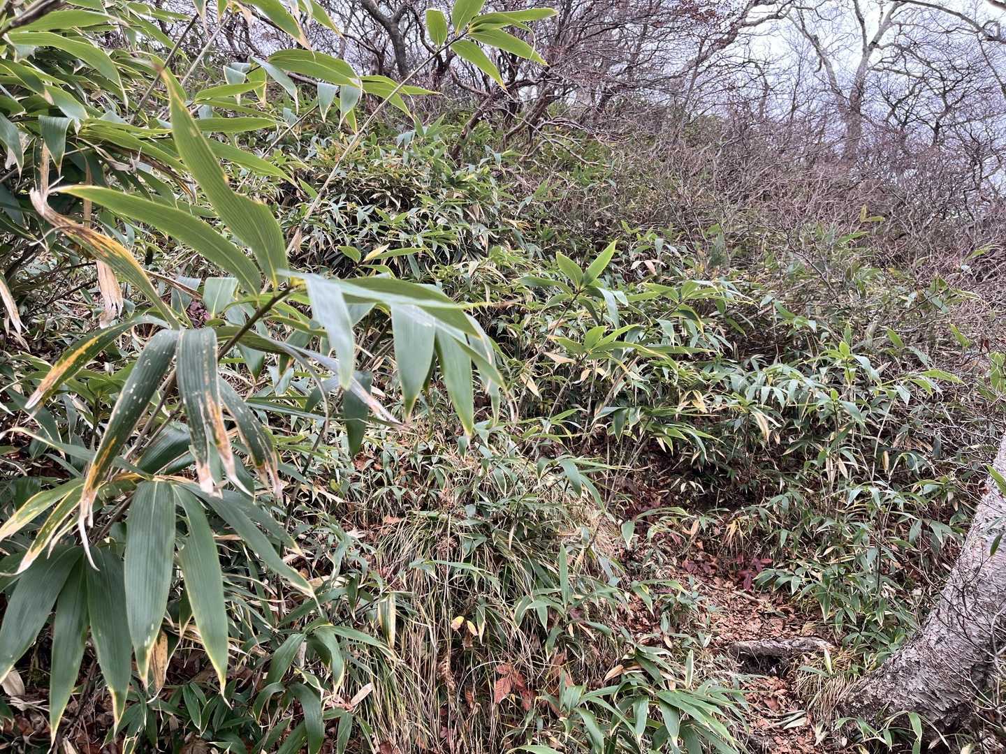 黒尾谷岳-南月山 往復コースの写真