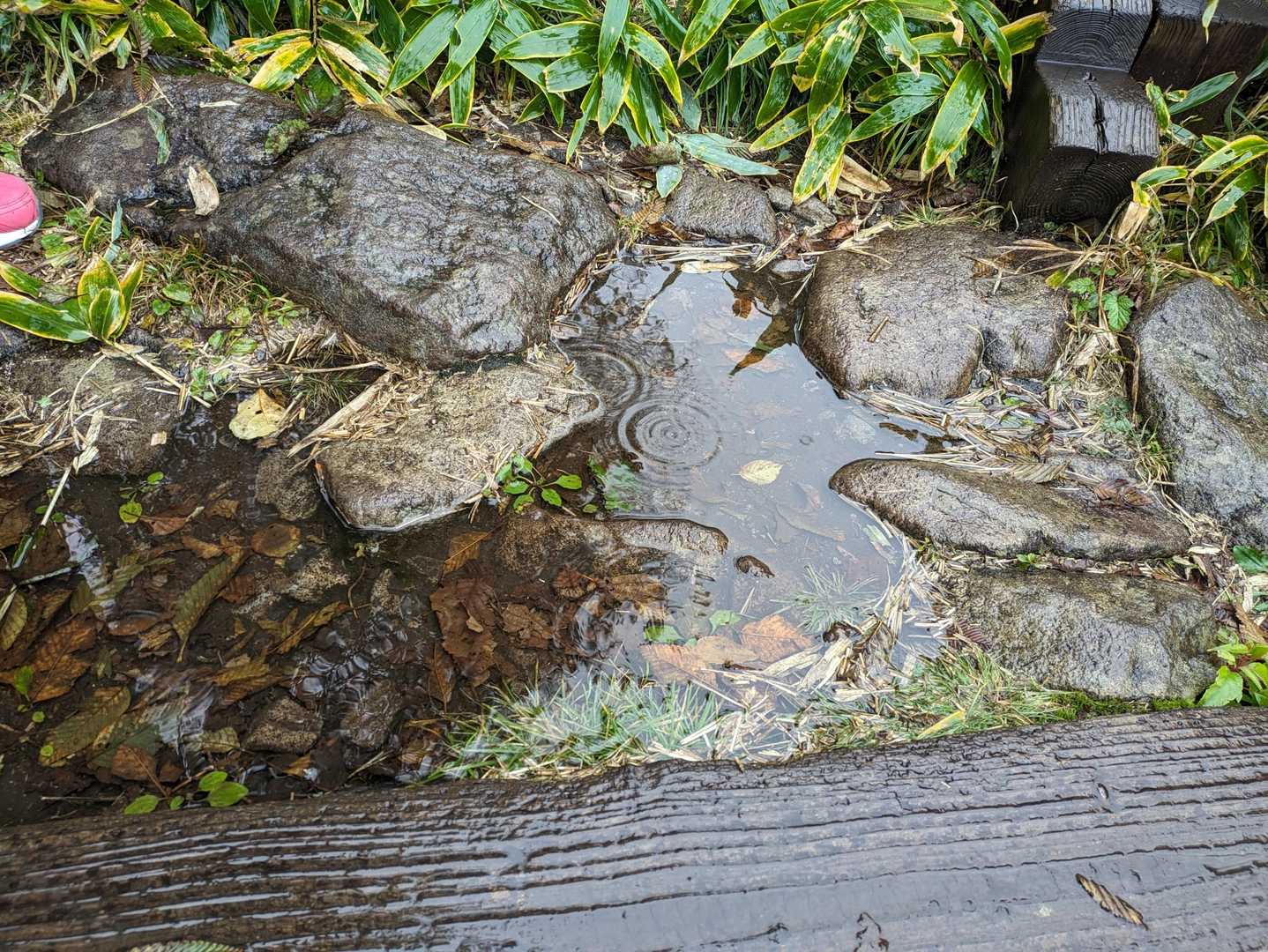 残念☂
普通に降っているので、急遽変更。
この山、このコースは雨でも大丈夫なはず☂