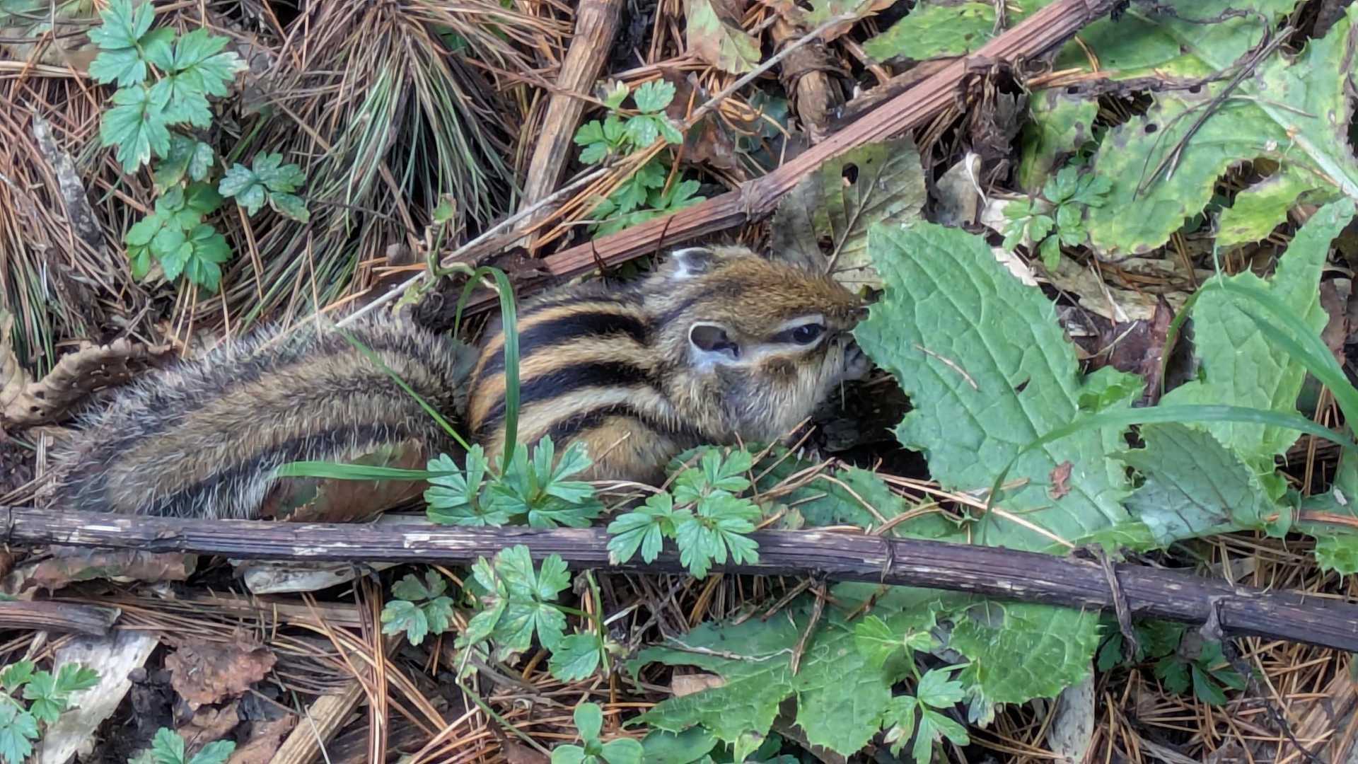 避難小屋付近にいたエゾシマリス。冬眠に備えて爆食中らしく、近づいても逃げない。