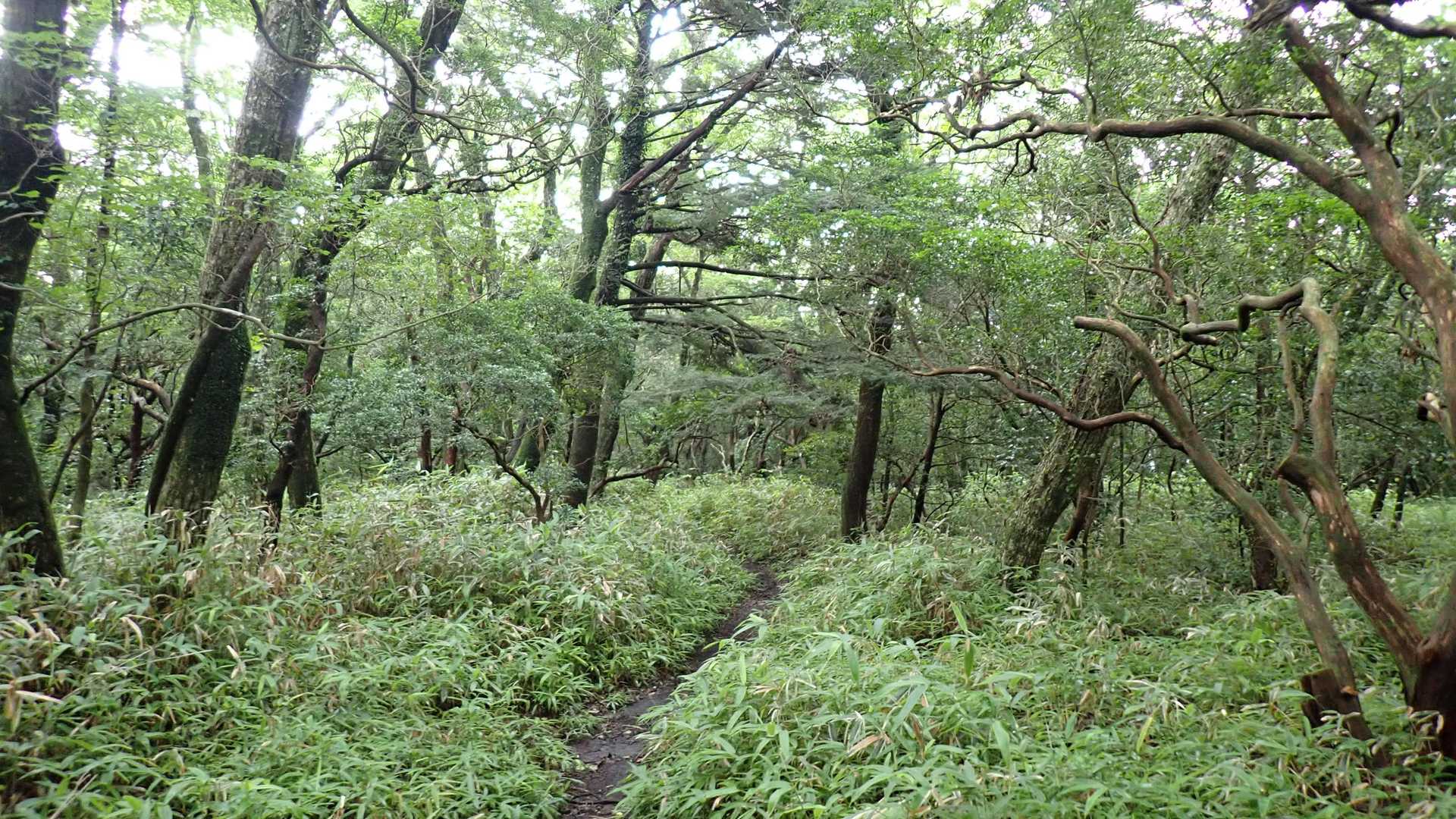 雨上がりで蒸し暑い、先ずは無動寺跡まで下りです