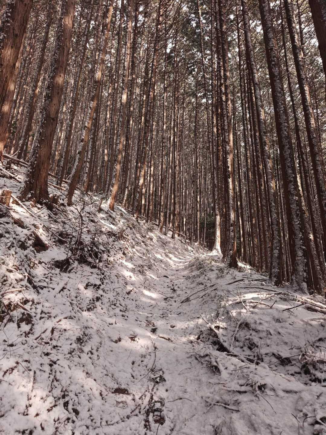 伊那佐山-井足岳 縦走コースの写真