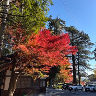 紅葉は日の角度が大事ですね
いまさら力説することでもない🤭