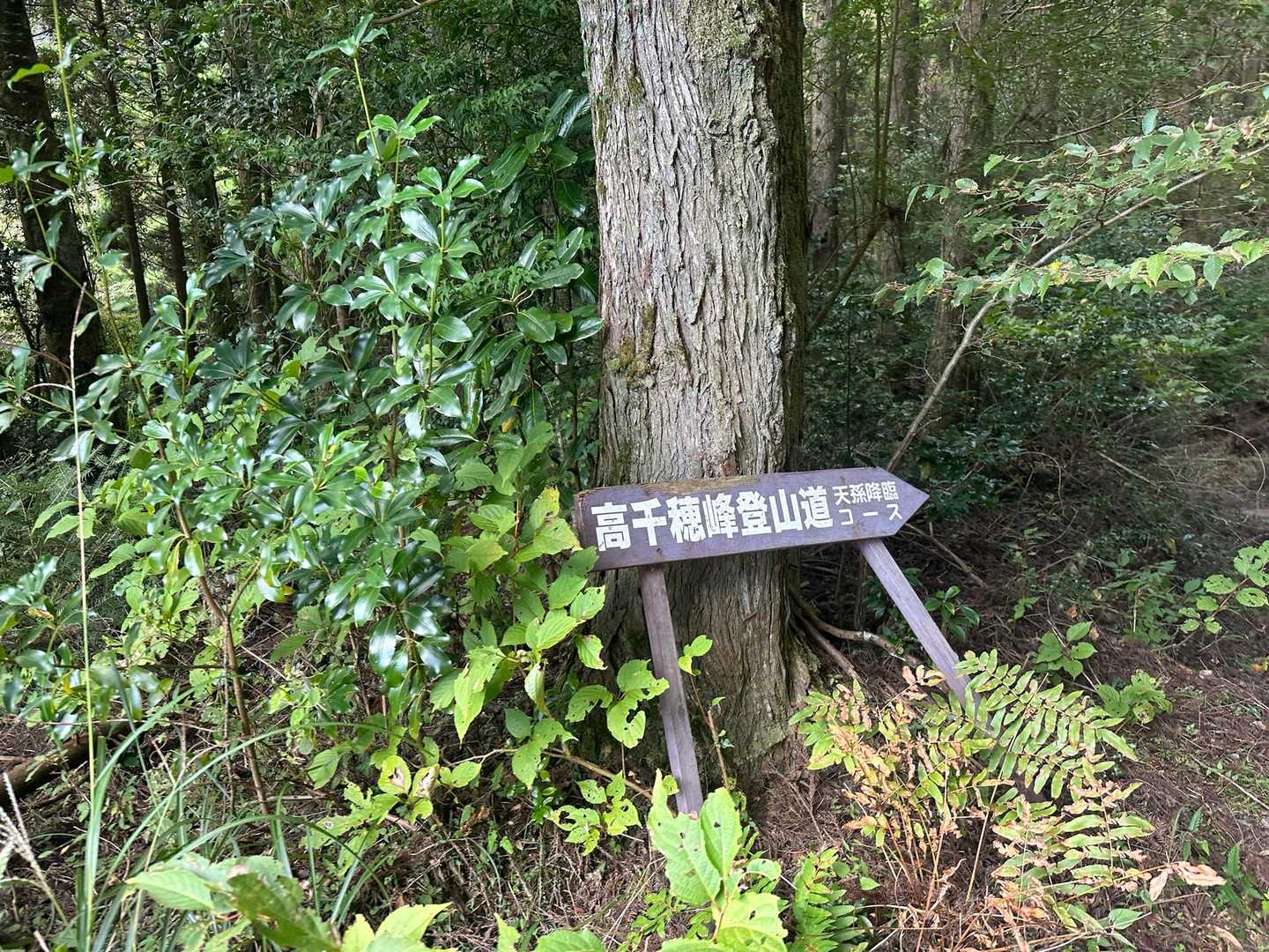 登山道に入る．