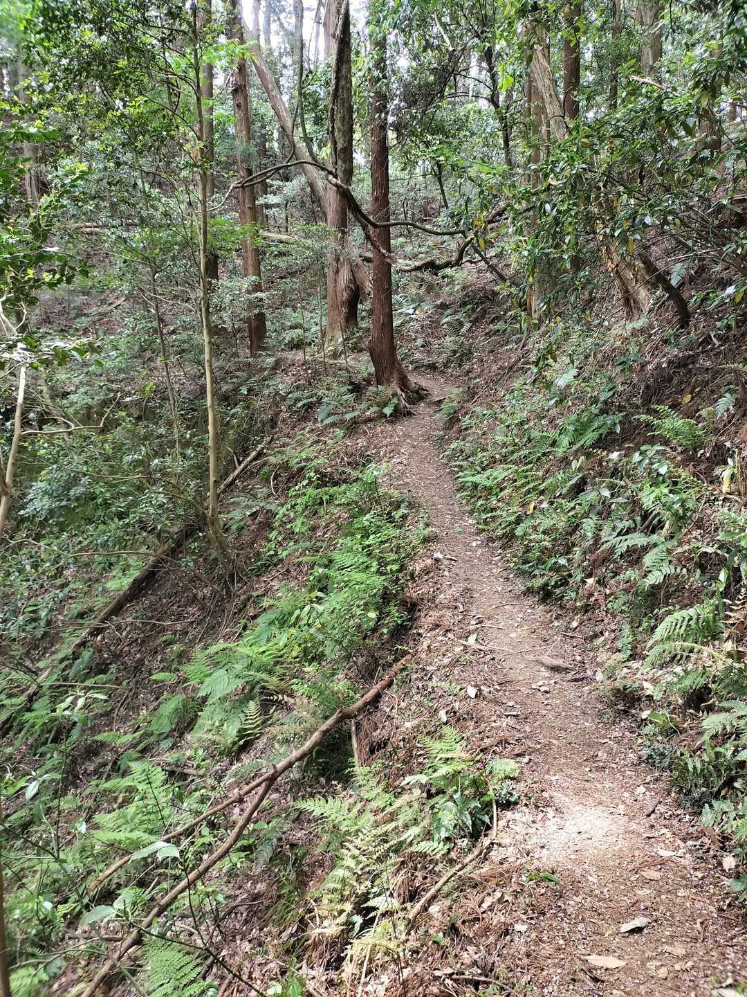 久々の山道。ヒンヤリした空気が気持ち良い。