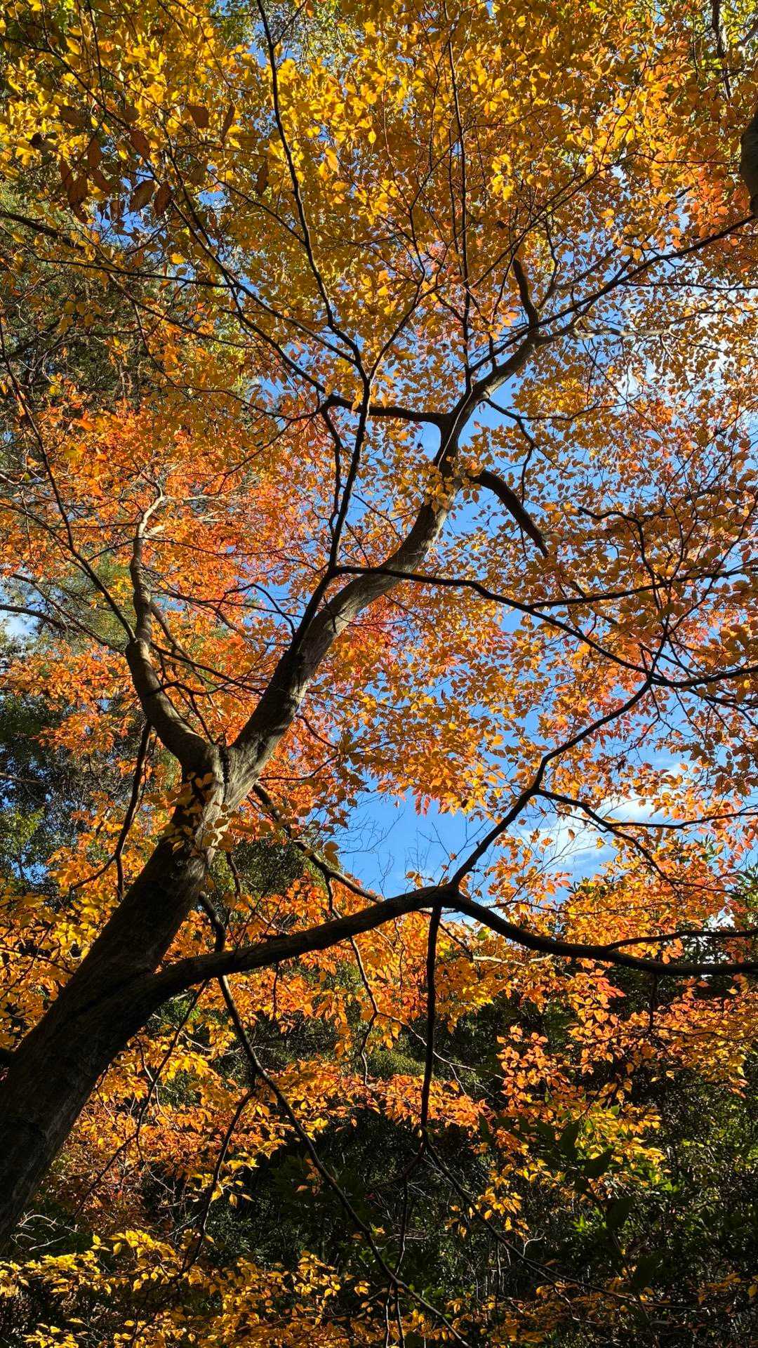 紅葉🍁
