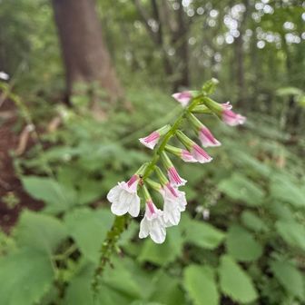 今はハエドクソウがいっぱい
可愛い花
誰か名前変えてあげてよー
