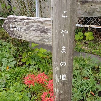 もう彼岸花！