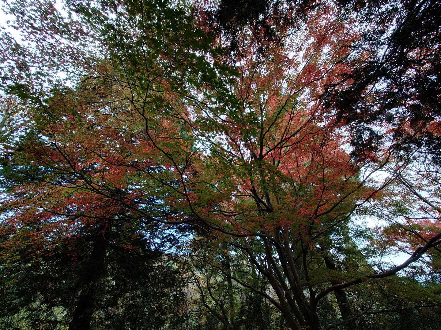 紅葉