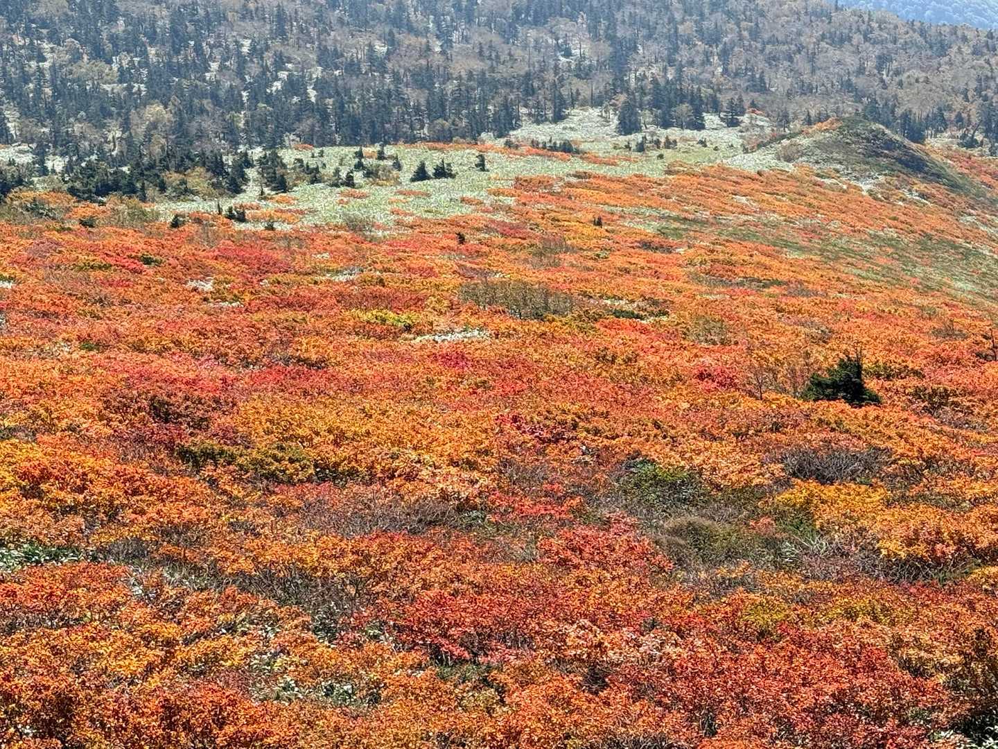美しい紅葉グラデーション